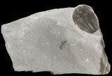 Elrathia Trilobite In Shale - Utah #53414-1